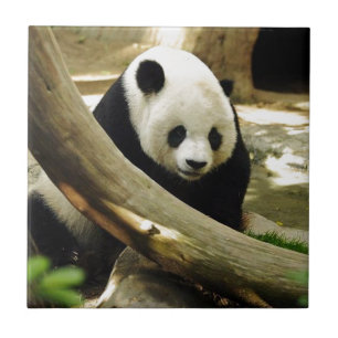 Carreau Panda géant Gao Gao au zoo de San Diego