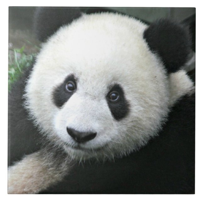 Carreau Panda géant se reposant dans une prairie verte (Devant)