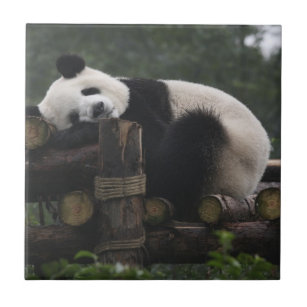 Carreau pandas géants à la Protection du panda géant & 3