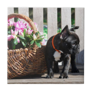 Carreau Panier pour Bouledogue Français