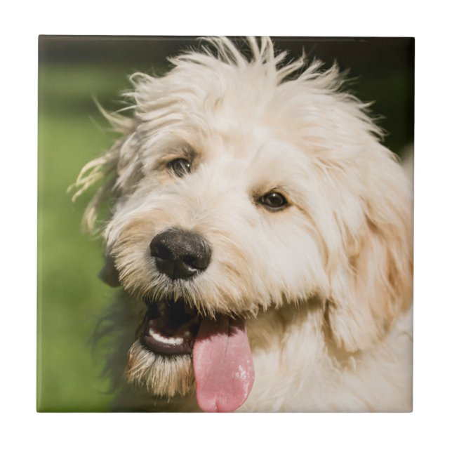 Carreau Panneaux de coquelicot de Goldendoodle (Devant)