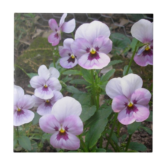 Carreau Pansies (Devant)