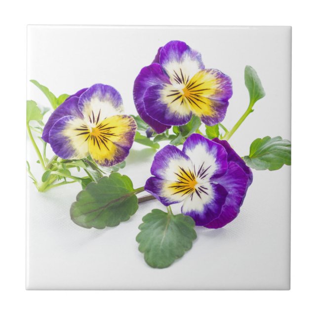 Carreau pansy (Devant)