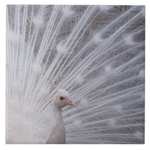 Carreau Paon blanc