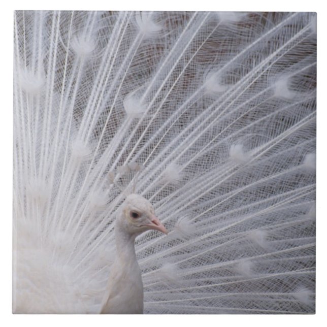 Carreau Paon blanc (Devant)