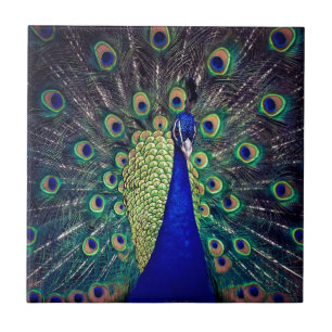 Carreau Paon bleu cobalt