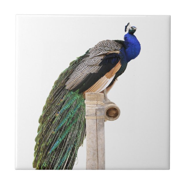 Carreau Paon indien isolé sur perche (Devant)