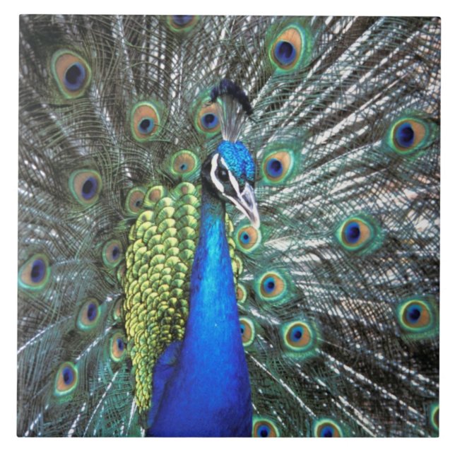 Carreau Paon magnifique déployant des plumes colorées (Devant)