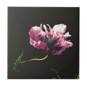 Carreau Papaver Sugarplum