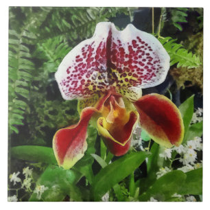 Carreau Paph Fiordland Sunset Orchidée