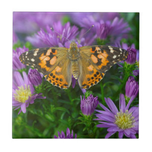 Carreau Papillon à ailes angulaires sur fleur conique