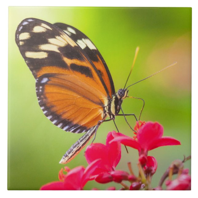 Carreau Papillon à longue aile sur une fleur rouge (Devant)