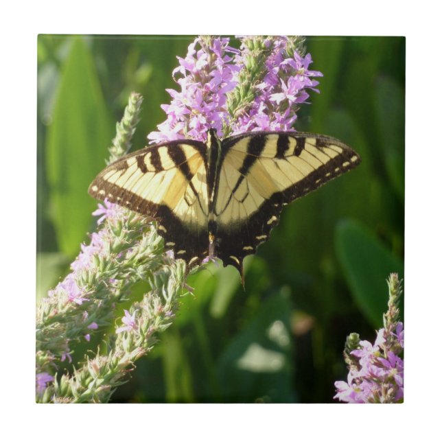 Carreau Papillon à queue d'hirondelle sur des fleurs sauva (Devant)
