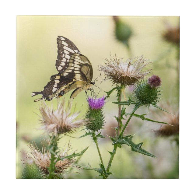 Carreau Papillon à queue noire géante (Devant)