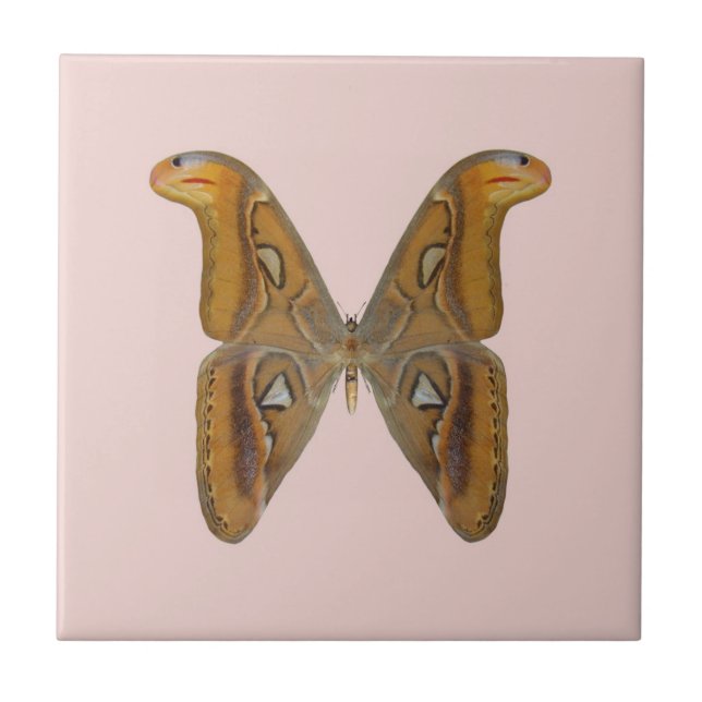 Carreau Papillon atlas (Devant)