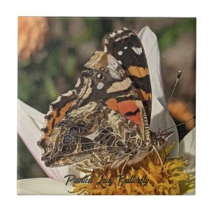 Carreau Papillon Belle Dame Photo de Nature