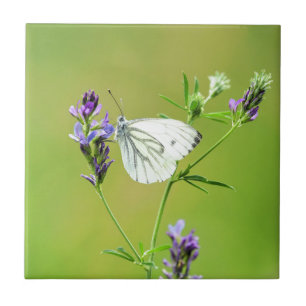 Carreau Papillon Blanc à Veines Vertes