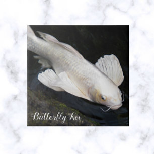 Carreau Papillon blanc Koi Photo