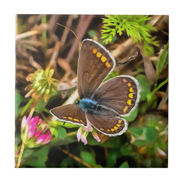 Carreau Papillon bleu commun Polyommatus Icarus Peinture (Devant)