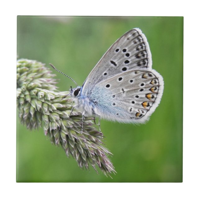 Carreau Papillon bleu commun sur l'herbe (Devant)
