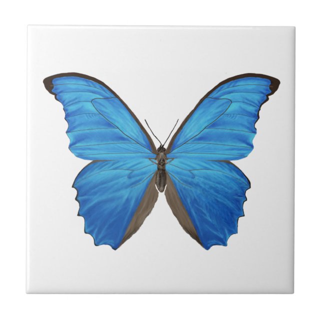 Carreau Papillon bleu de Morpho (Devant)