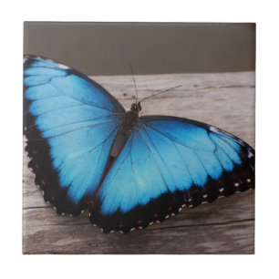 Carreau Papillon bleu de Morpho