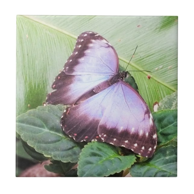 Carreau Papillon bleu morpho (Devant)