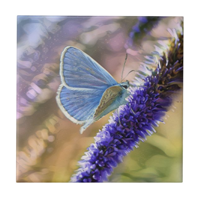 Carreau Papillon bleu pâle sur les fleurs de lavande (Devant)