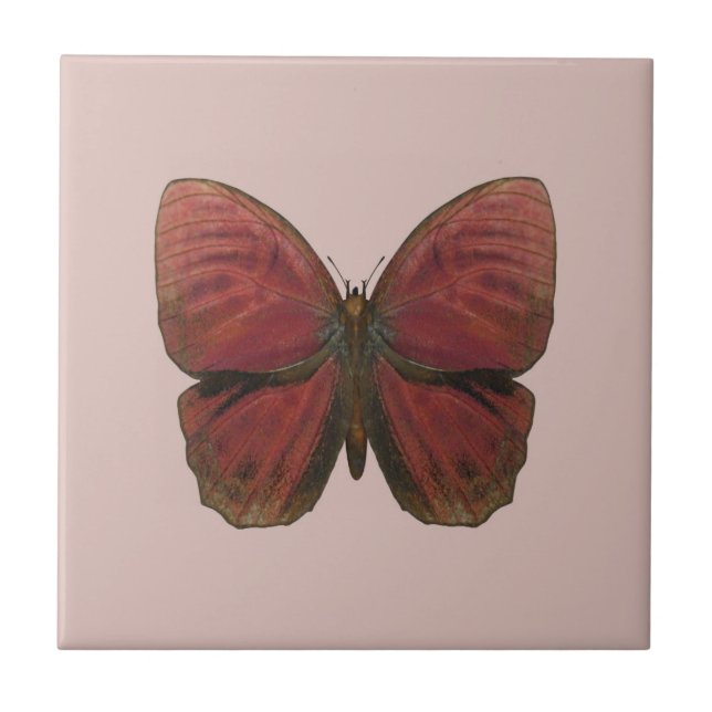 Carreau Papillon Coq Rouge (Devant)