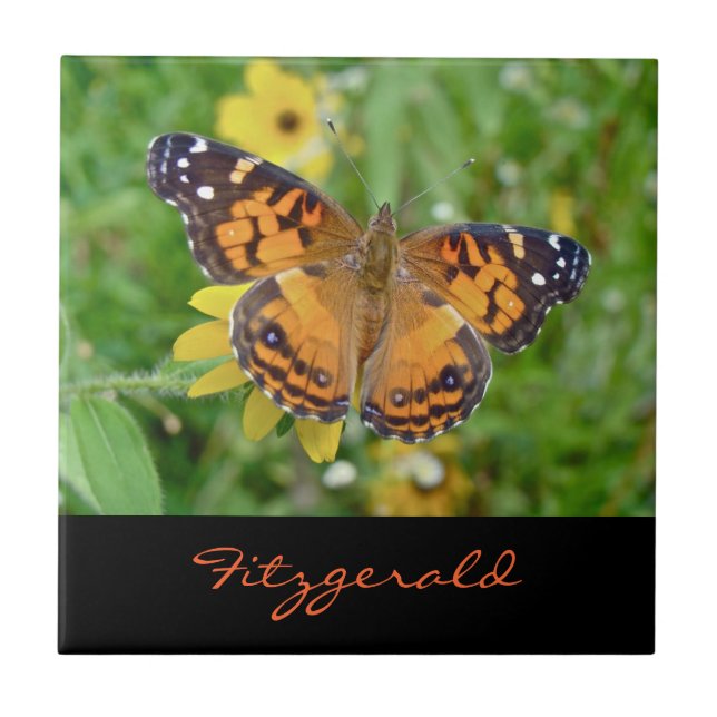 Carreau Papillon-dame américain - Vanessa virginiensis (Devant)