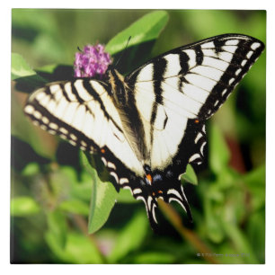 Carreau Papillon de machaon de tigre. Papilio glacus.