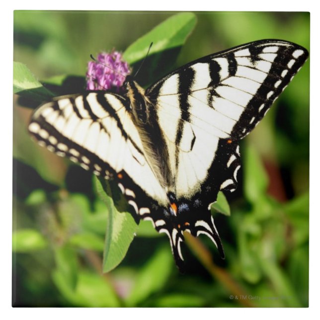 Carreau Papillon de machaon de tigre. Papilio glacus. (Devant)