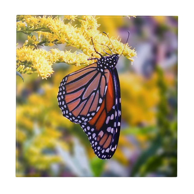 Carreau Papillon de monarque sur la tuile en céramique (Devant)