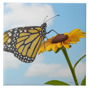 Carreau Papillon de monarque sur une Susan observée par