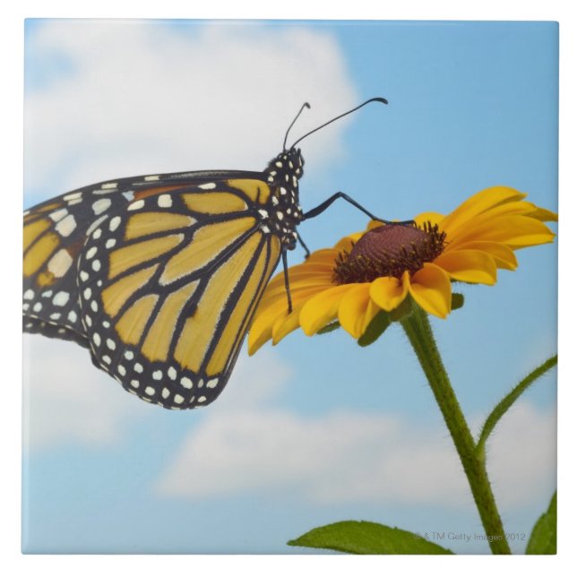 Carreau Papillon de monarque sur une Susan observée par (Devant)