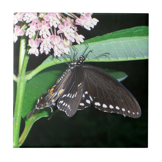 Carreau Papillon de nuit noir à Shenandoah (Devant)