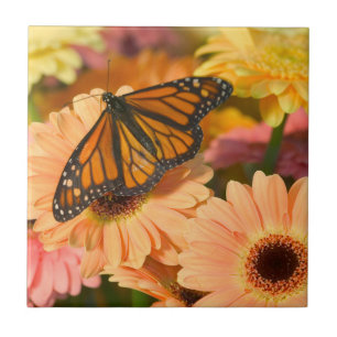 Carreau Papillon en deuil