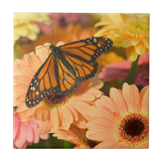 Carreau Papillon en deuil (Devant)