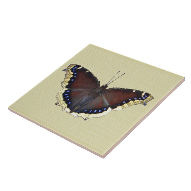 Carreau Papillon en deuil - Nymphalis antiopa (Côté)
