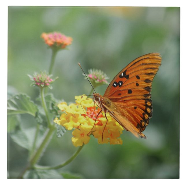 Carreau Papillon Gulf fritillaire étiré  (Devant)