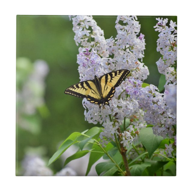 Carreau Papillon jaune sur lilas (Devant)