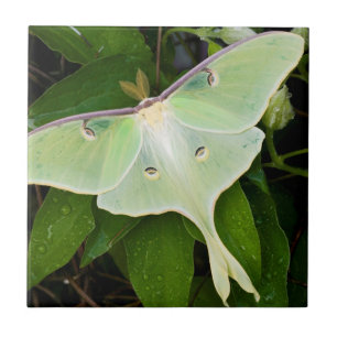 Carreau Papillon luna sur clématite de Carnaby