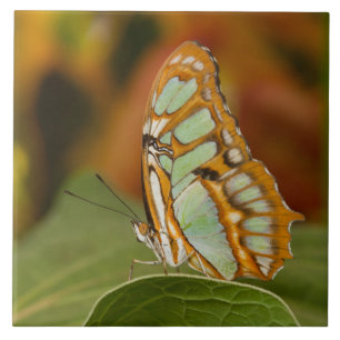 Carreau Papillon malachite sur une feuille 