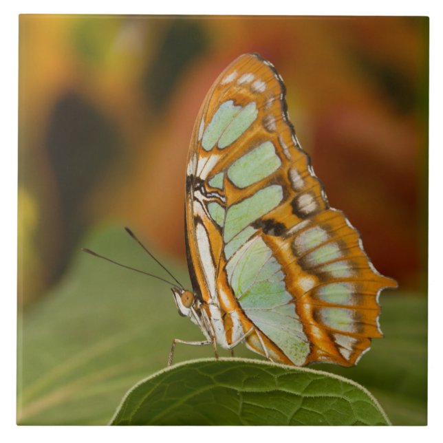 Carreau Papillon malachite sur une feuille (Devant)