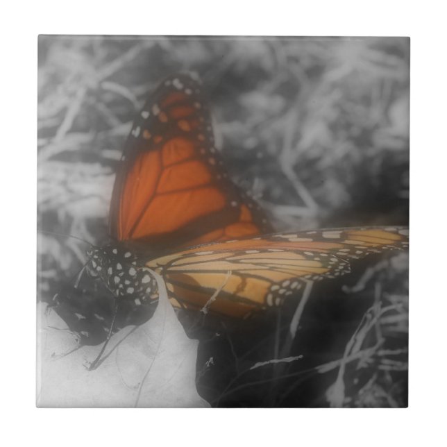 Carreau Papillon Monarque En Nature Noire Et Blanche (Devant)