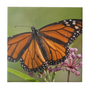 Carreau Papillon monarque mâle sur Asclépiade incarnate