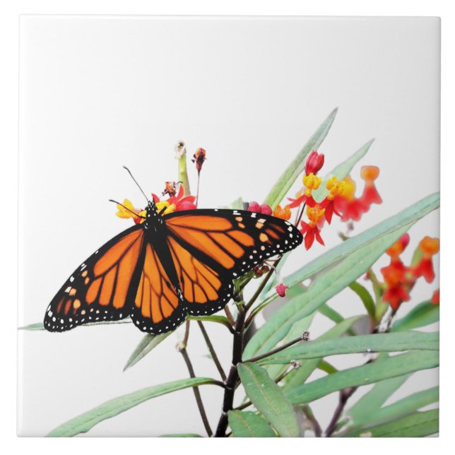 Carreau Papillon Monarque sur les fleurs de Milkweed, sur  (Devant)