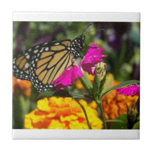 Carreau Papillon Monarque sur marigold-tuile rose