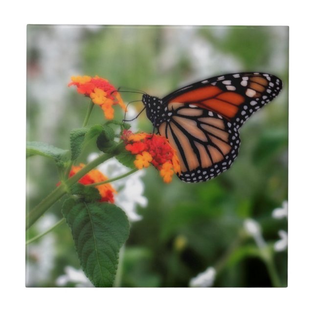 Carreau Papillon Monarque sur Orange et Lantana Rouge (Devant)