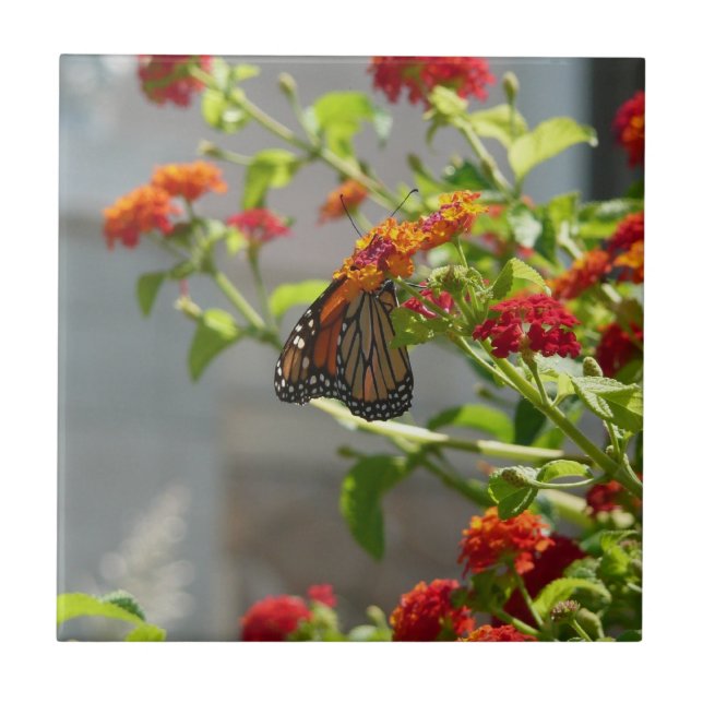 Carreau Papillon Monarque sur un Buddleia Rouge (Devant)